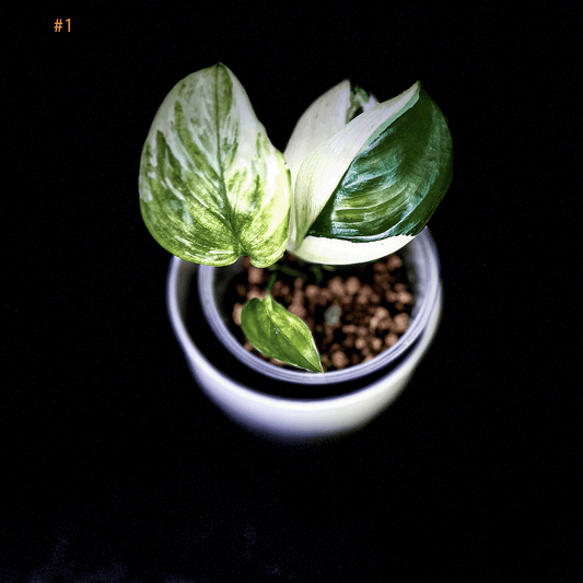 Scindapsus Treubii Moonlight Albo Variegated