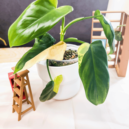 Flash Sale: Philodendron Golden Violin