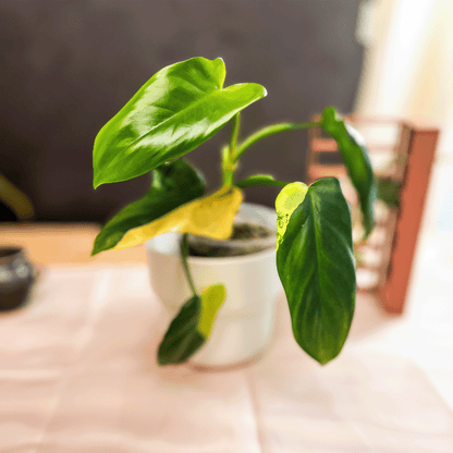 Flash Sale: Philodendron Golden Violin