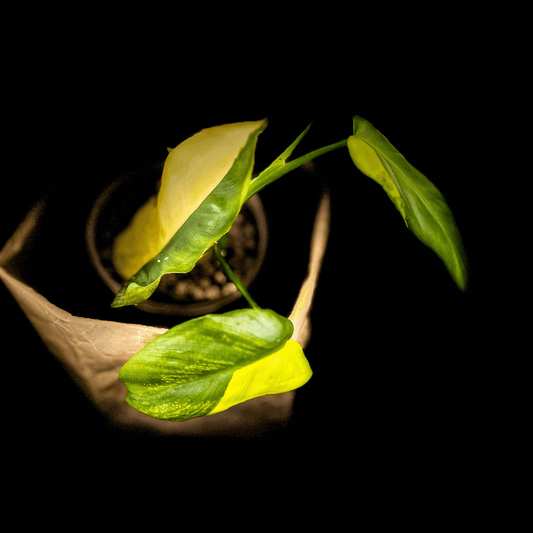 Philodendron Golden Violin