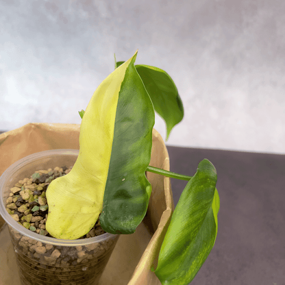 Philodendron Golden Violin