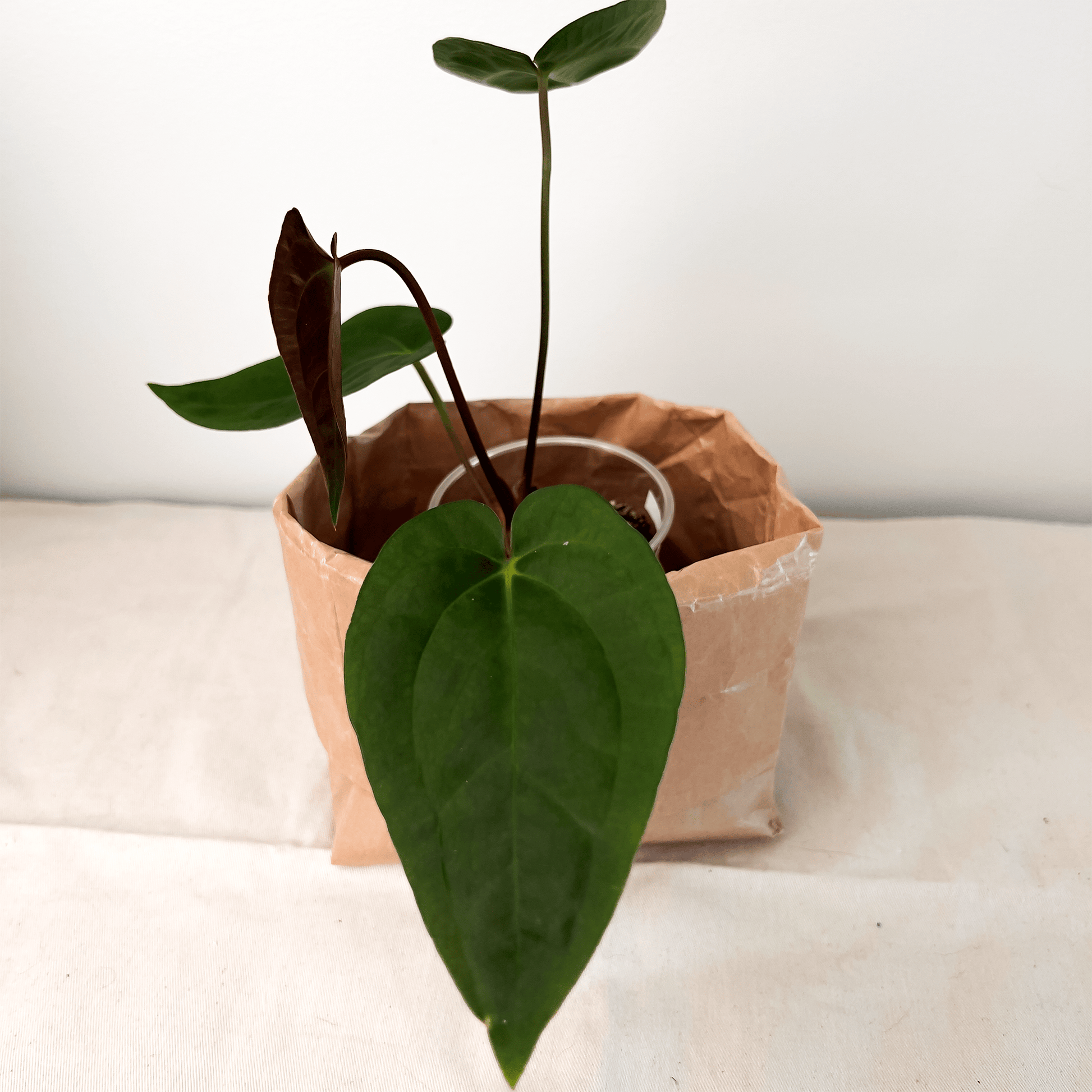 Anthurium Papillilaminum X1 x Darkest Panama