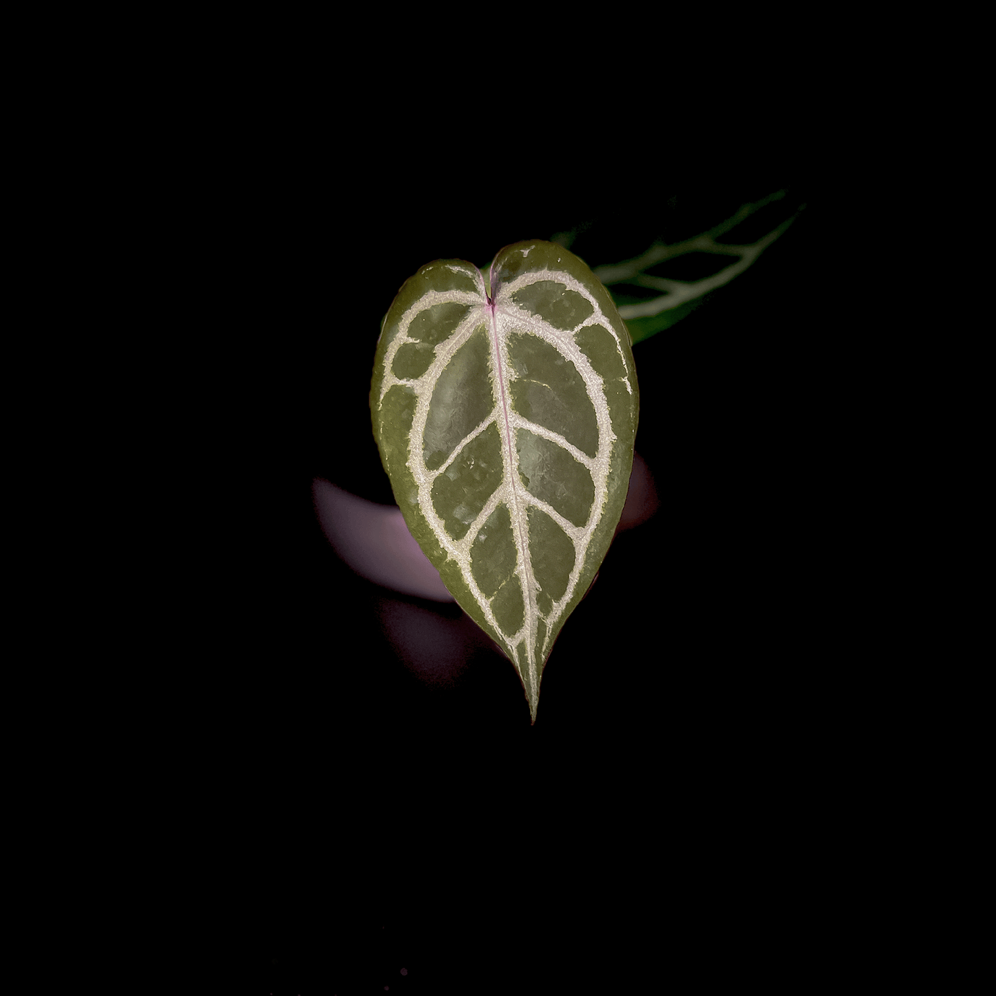 Anthurium Michelle x Zara