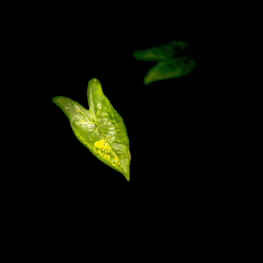 Alocasia Zebrina Aurea Variegata