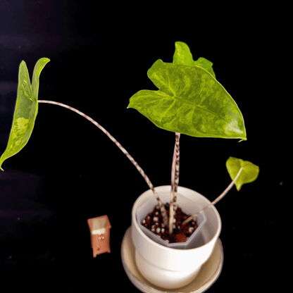 Alocasia Zebrina Aurea Variegata