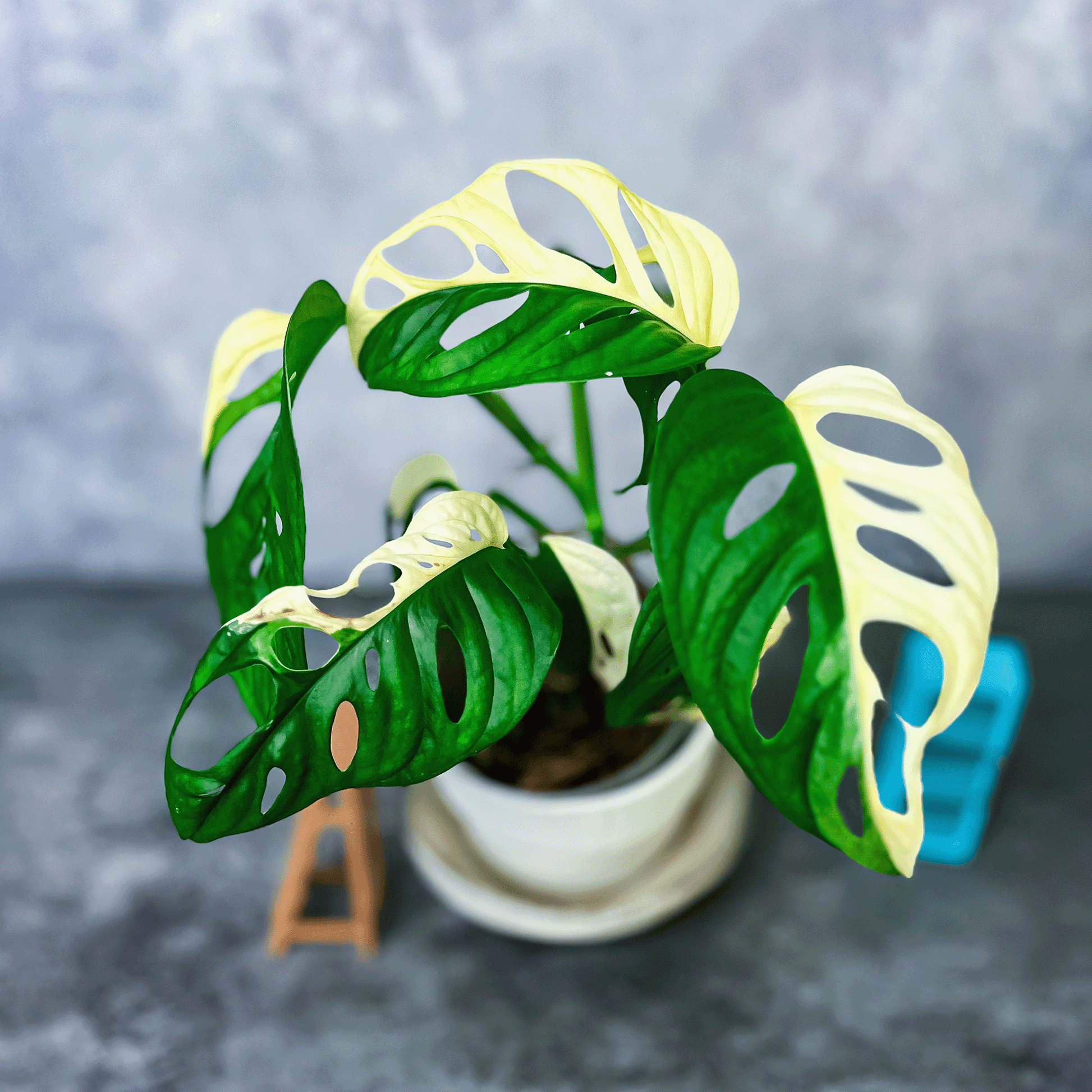 Monstera Adansonii Albo Variegated