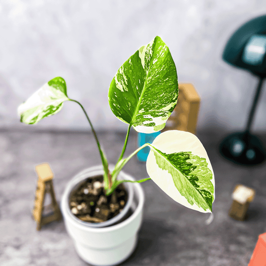 Flash Sale: Monstera Deliciosa Albo Variegata