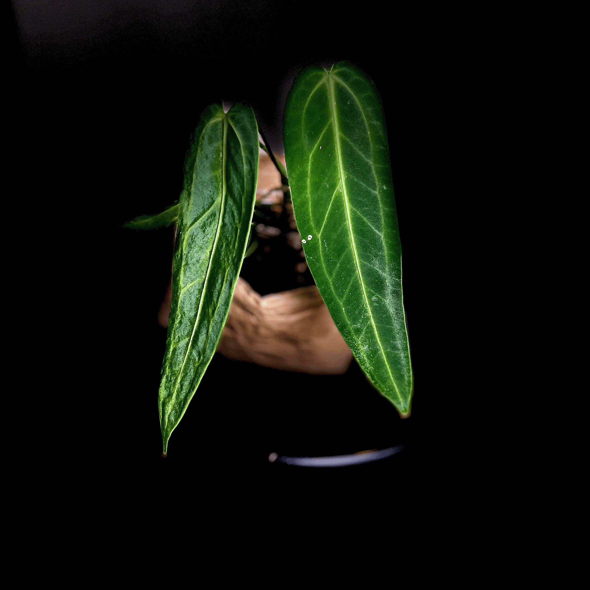 Anthurium Warocqueanum-protoleaf.ca
