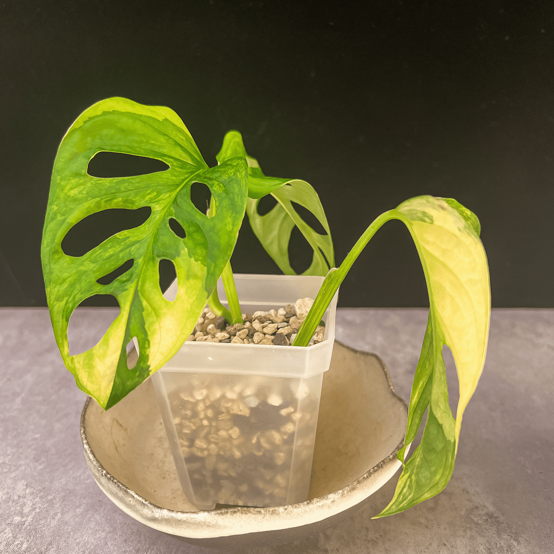  Monstera Adansonii Aurea Variegated