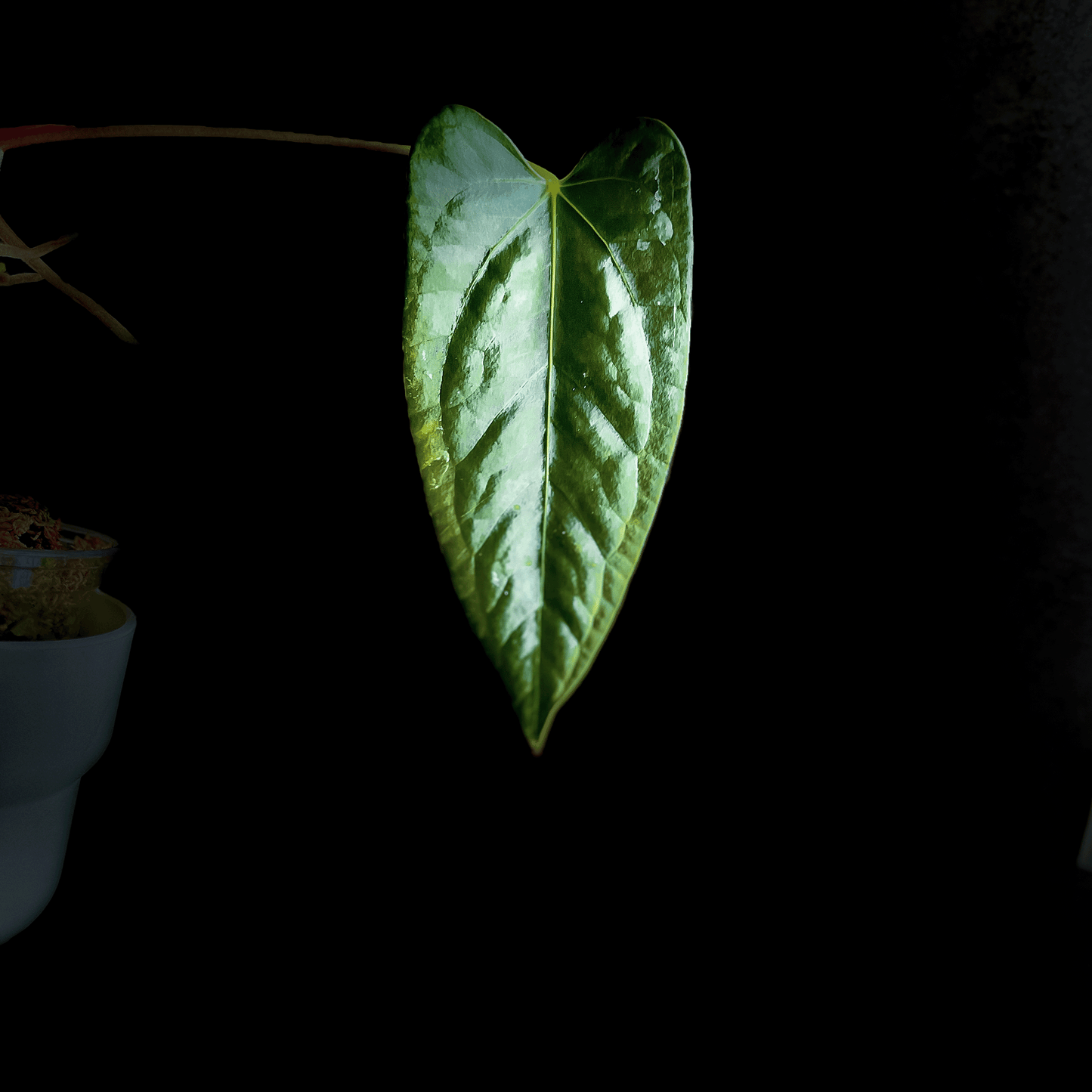 Anthurium Blacksweet x Portillae - protoleaf.ca