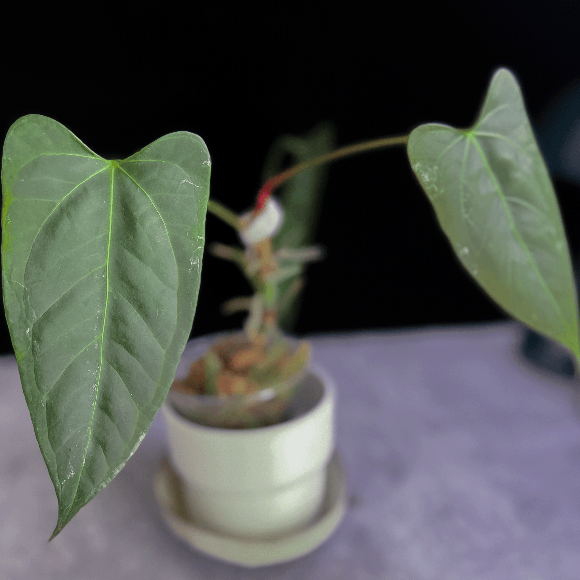 Anthurium Blacksweet x Portillae - protoleaf.ca