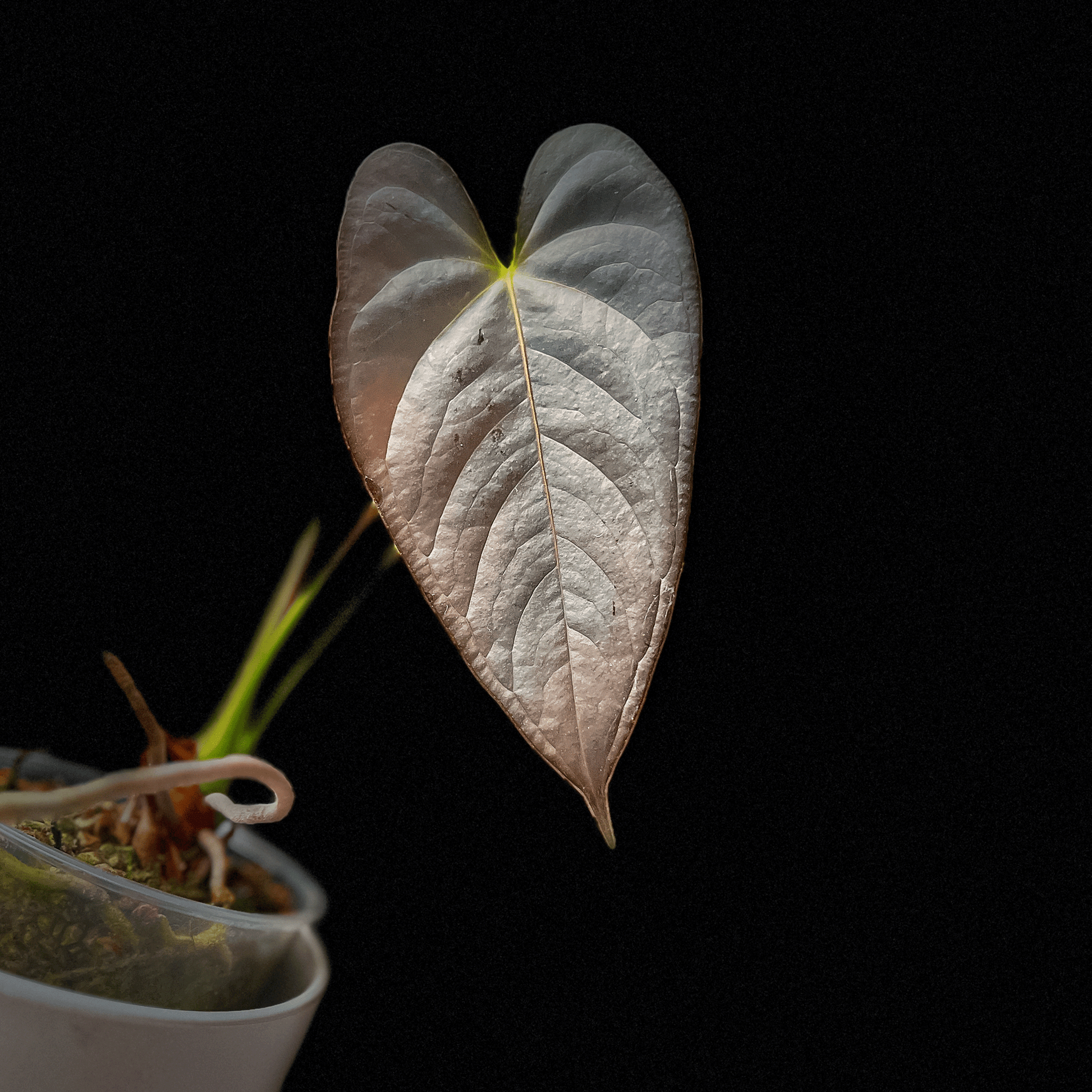 Anthurium Chamberlainii (AC)