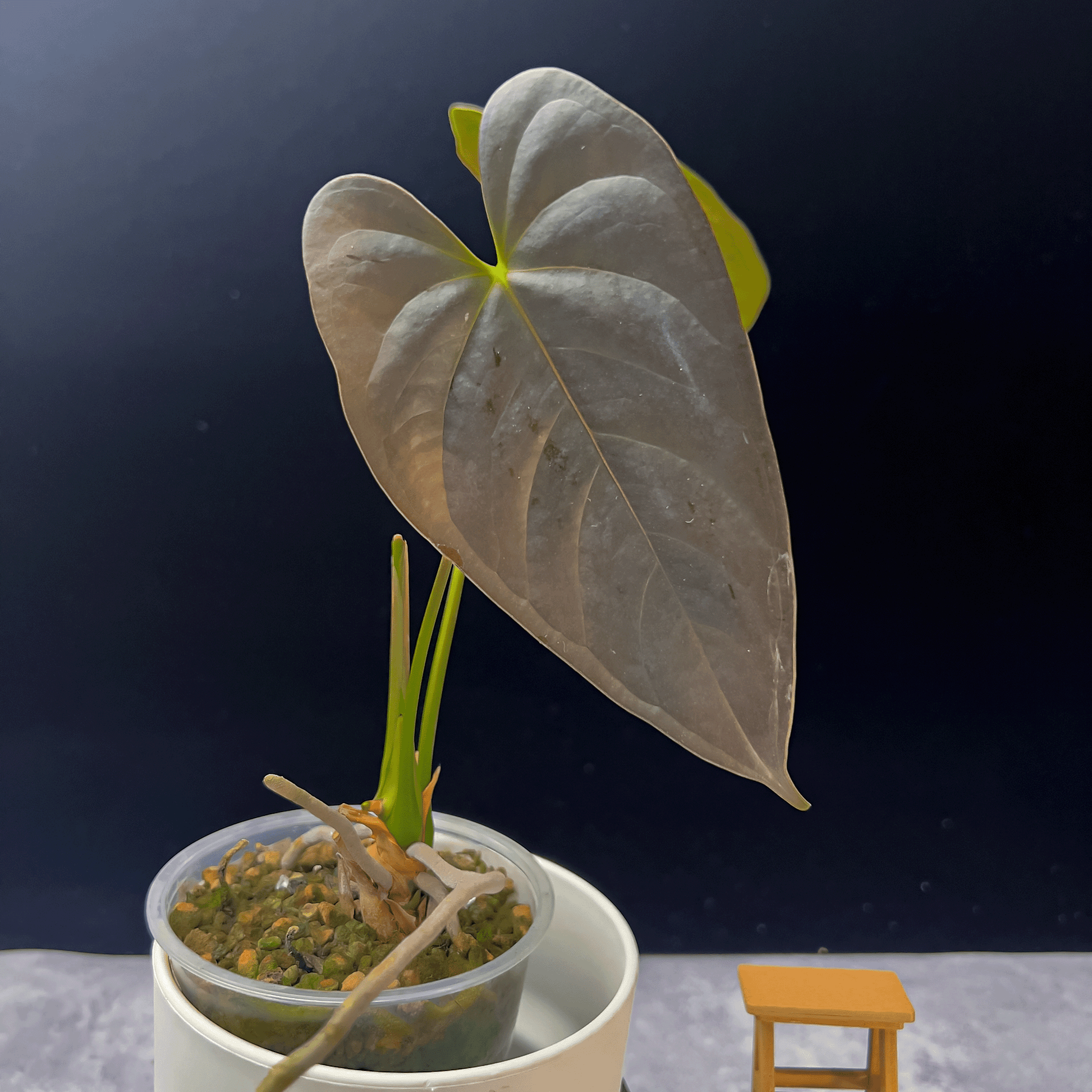 Anthurium Chamberlainii (AC)