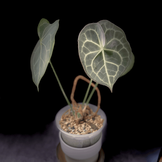 Anthurium Dark Clarinervium