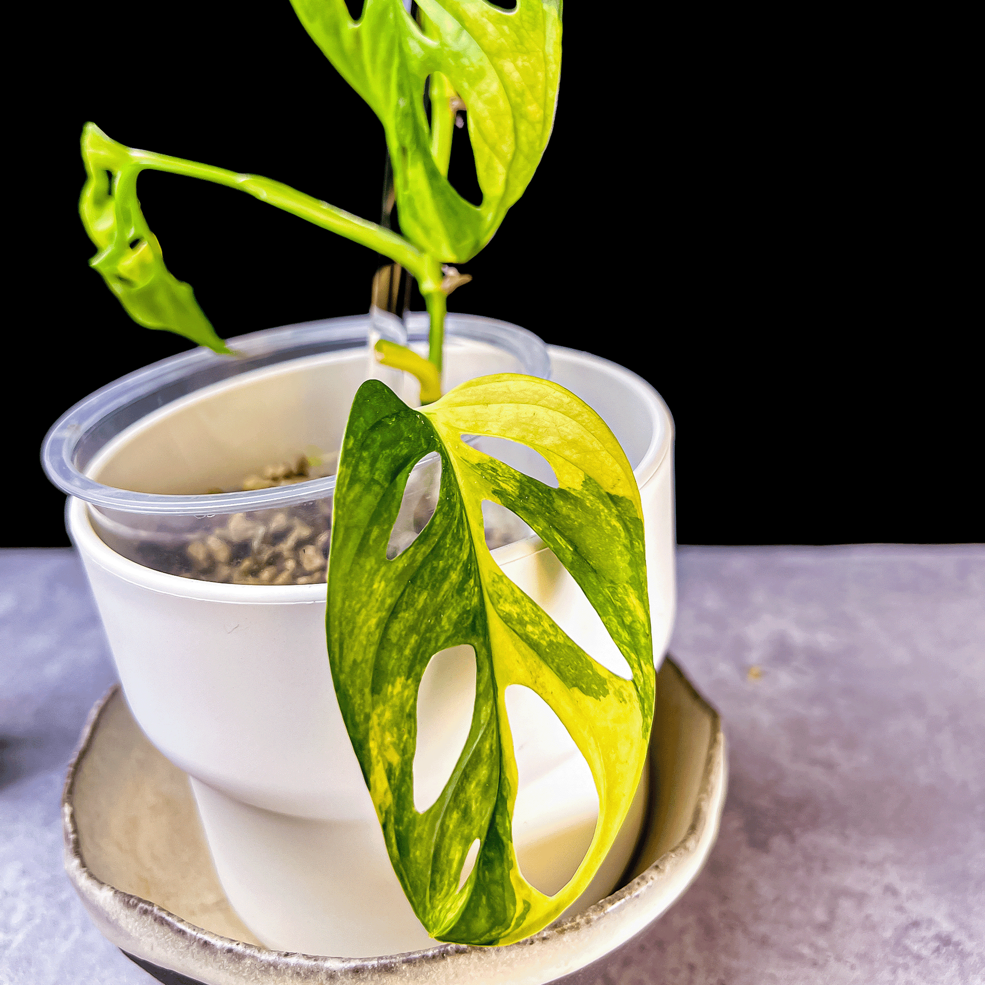  Monstera Adansonii Aurea Variegated