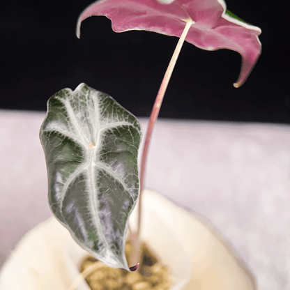 Alocasia Sanderiana Nobilis