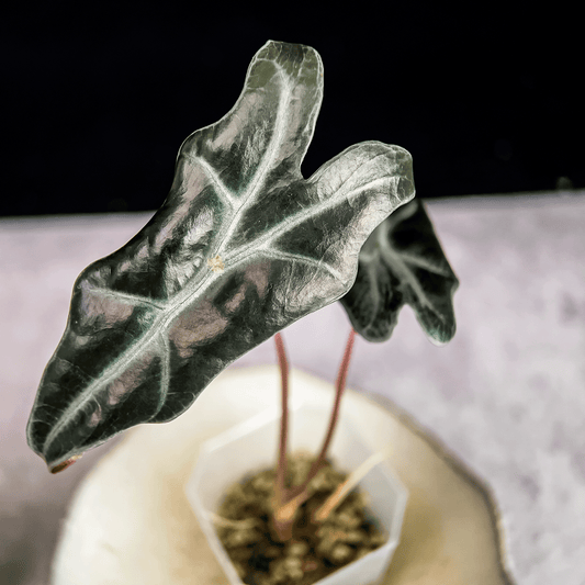 Alocasia Sanderiana Nobilis