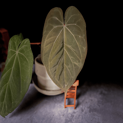 Anthurium Papillilaminum X1  x Darkest Panama