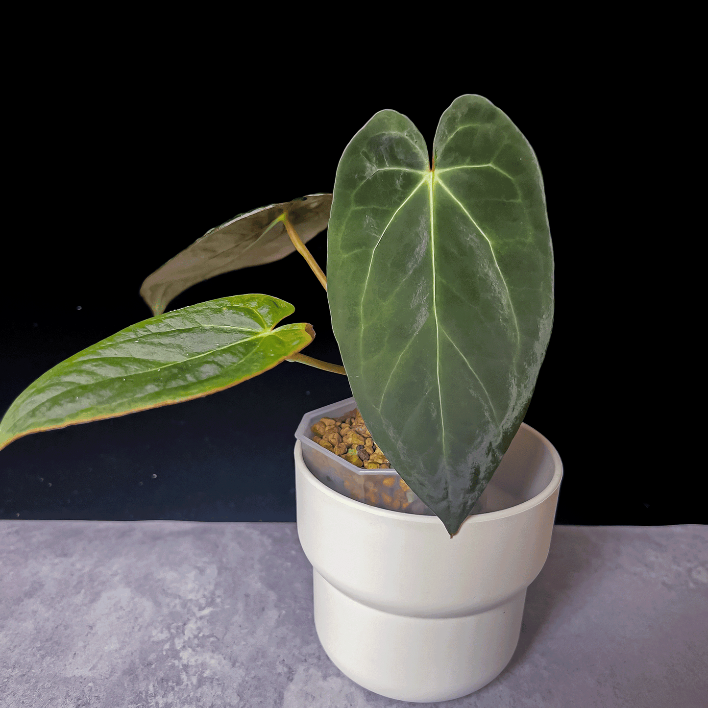 Anthurium Dark Phoenix x Papillilaminum Dark