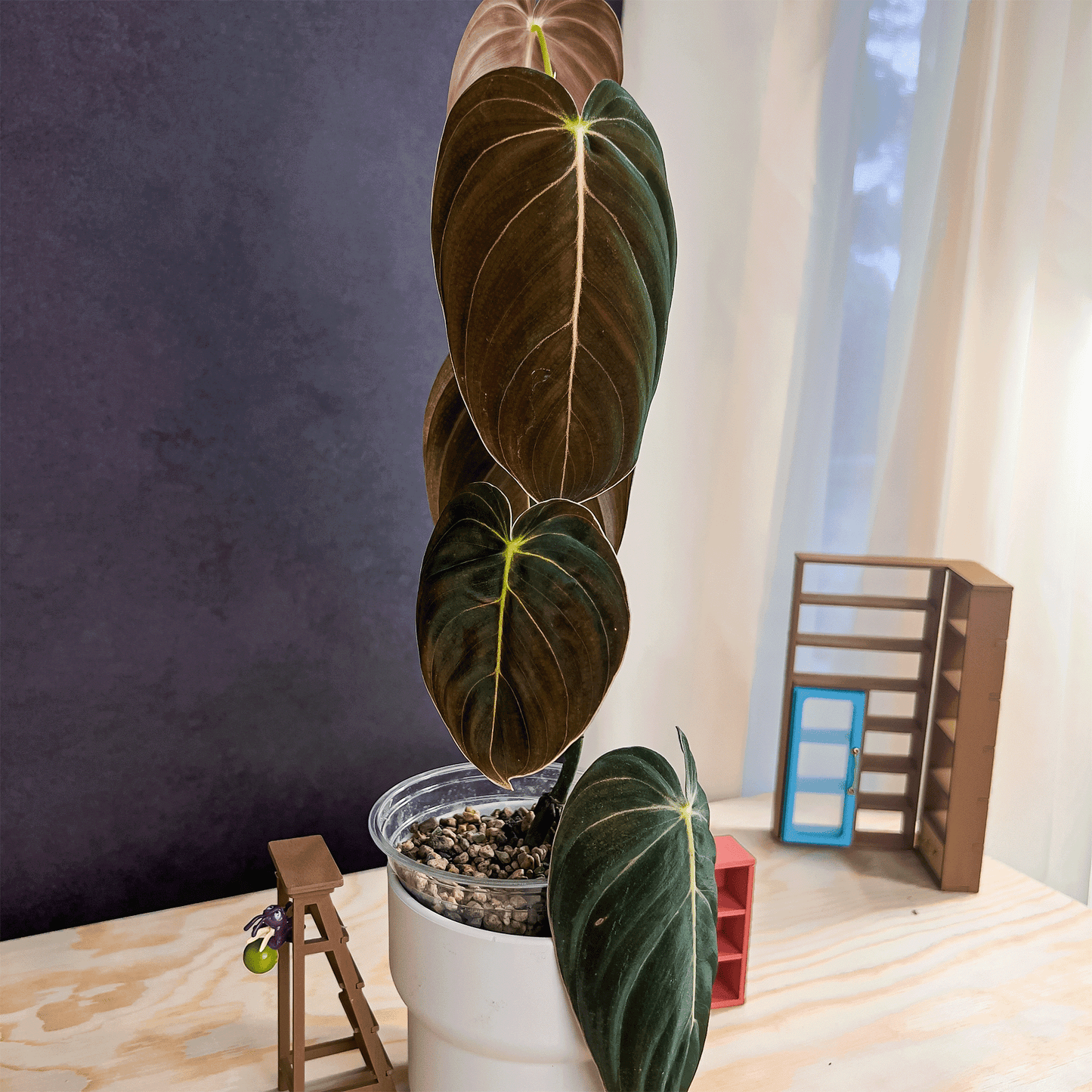 Philodendron Melanochrysum Variegated