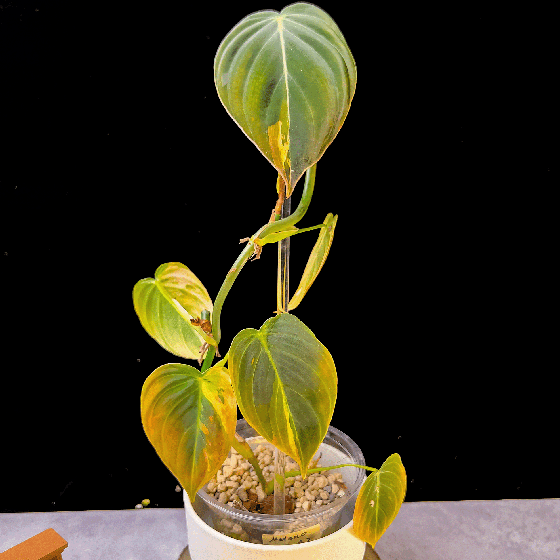 Philodendron Melanochrysum Variegated