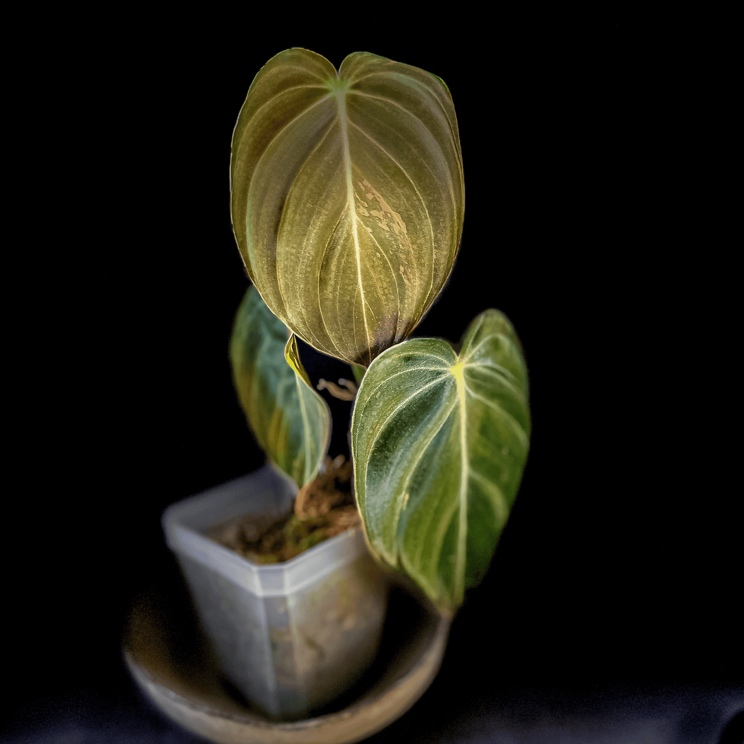 Philodendron Melanochrysum Variegated