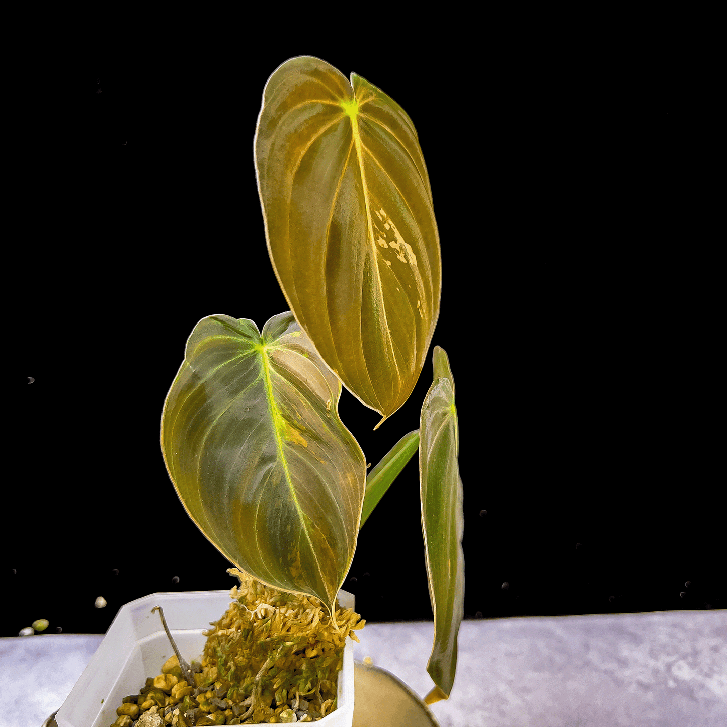 Philodendron Melanochrysum Variegated