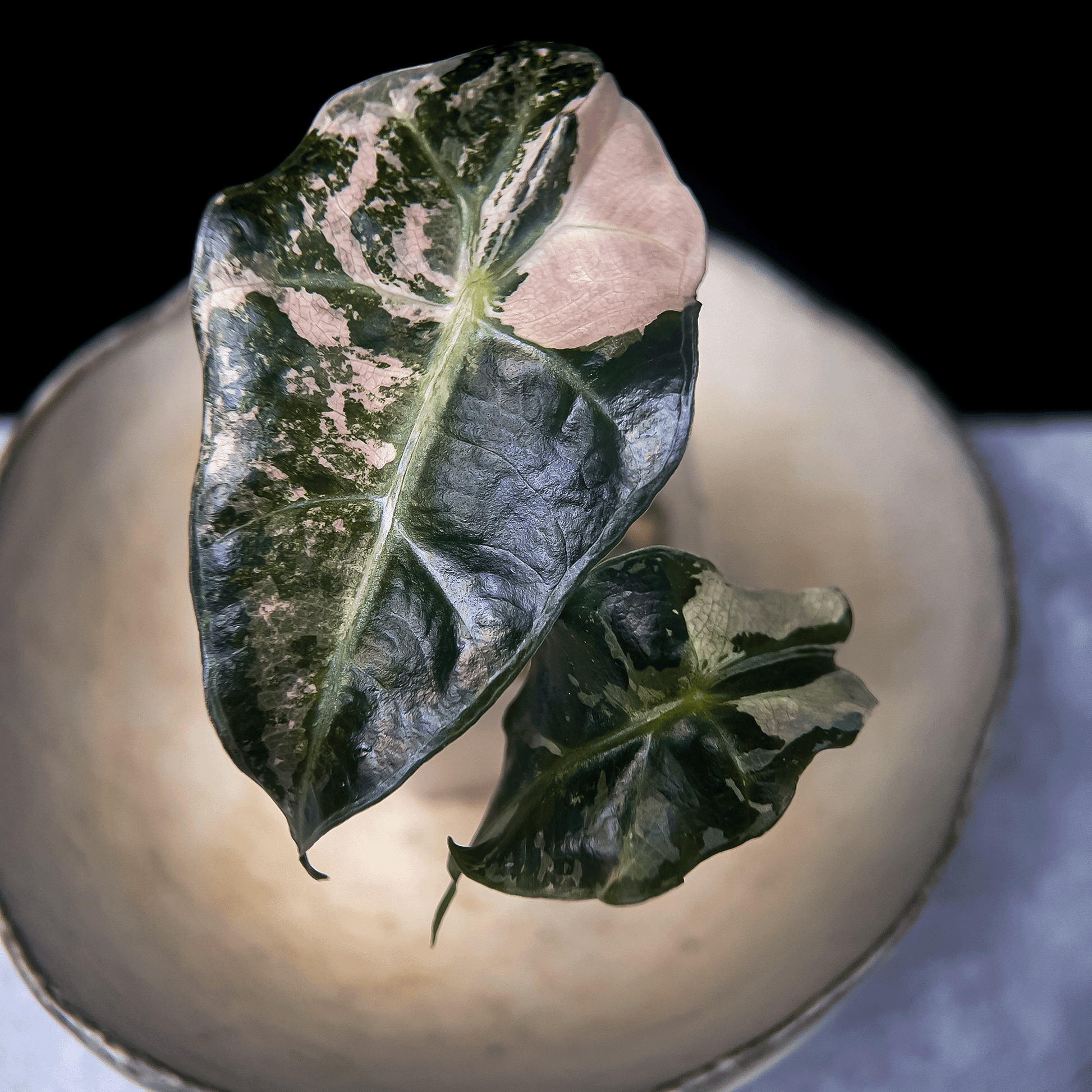 Alocasia Polly Pink Variegated