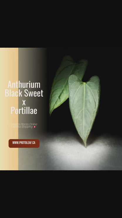 Anthurium Blacksweet x Portillae