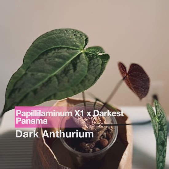 Anthurium Papillilaminum X1 x Darkest Panama