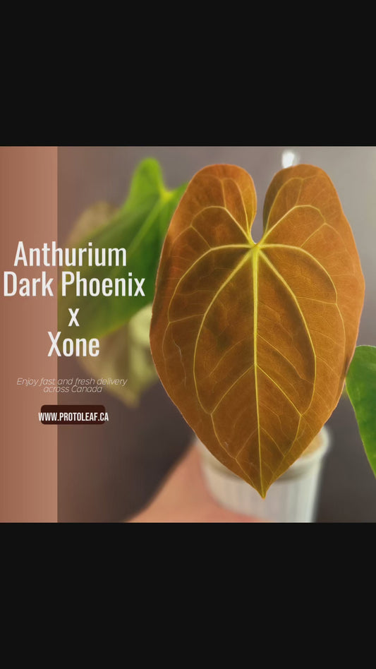 Anthurium Dark Phoenix x Papillilaminum Xone