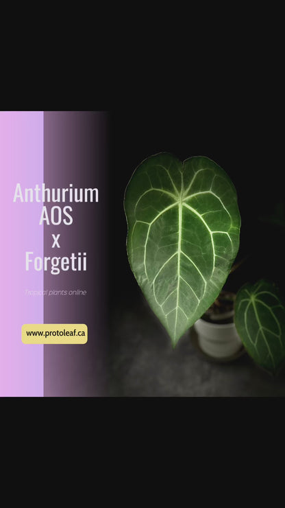 Anthurium AOS x Forgetii