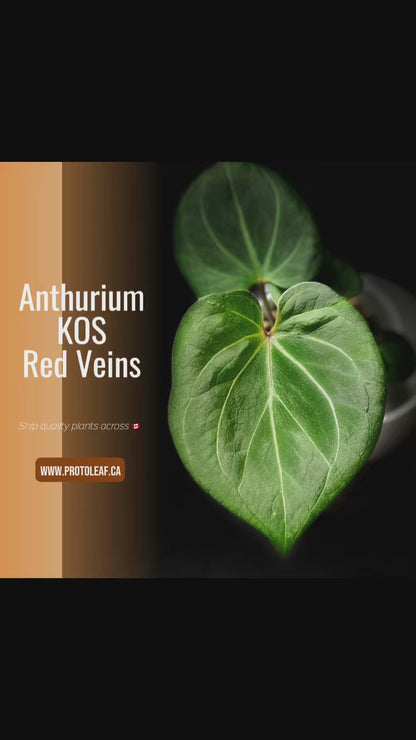 Anthurium King of Spades