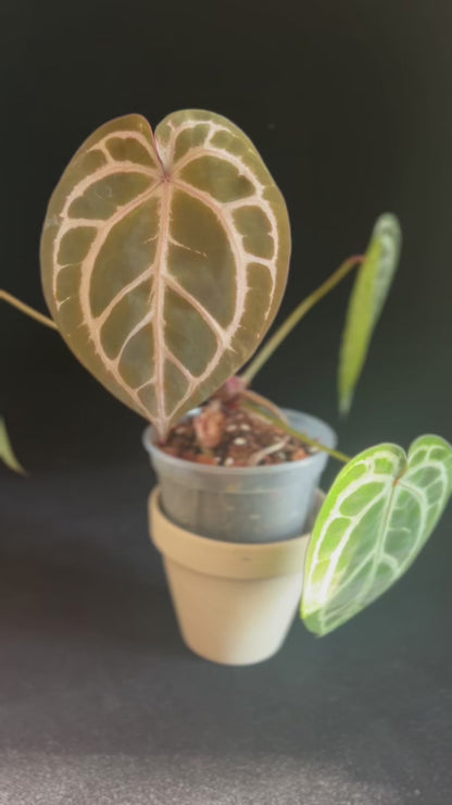 Anthurium King Of Spades x Red Crystallinum, by Mr, HU