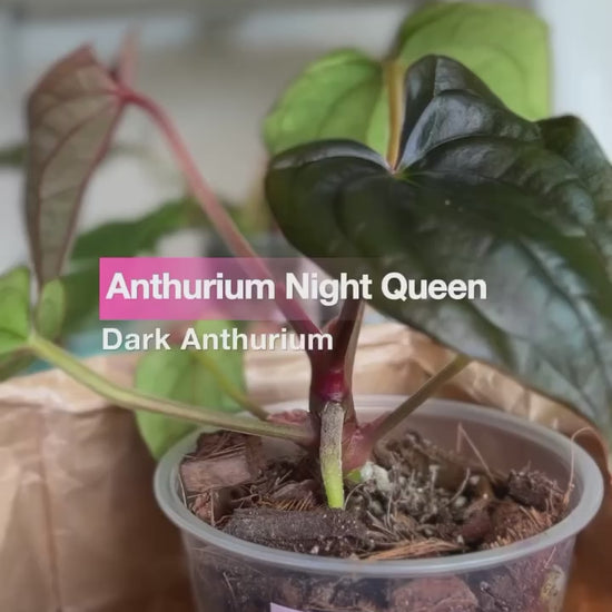 Anthurium night queen