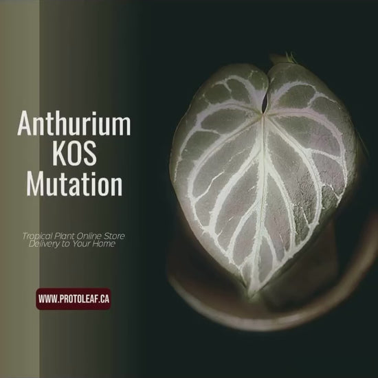 Anthurium KOS Mutation-protoleaf.ca