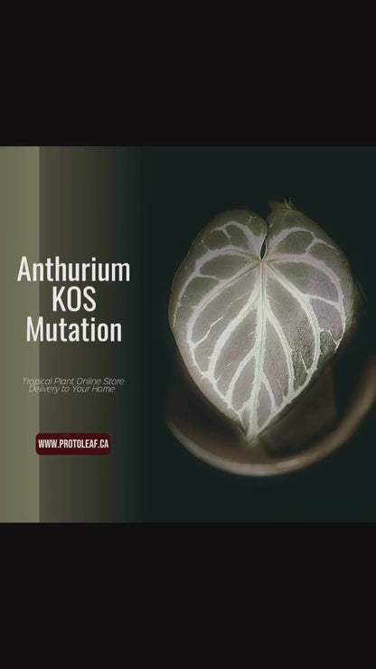 Anthurium KOS Mutation-protoleaf.ca