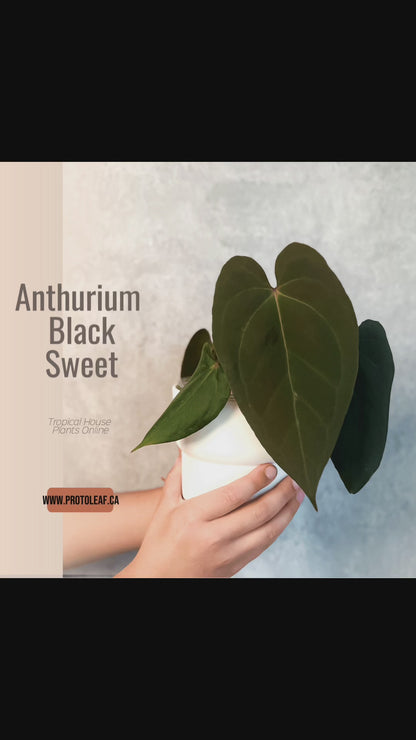 Anthurium Black Sweet