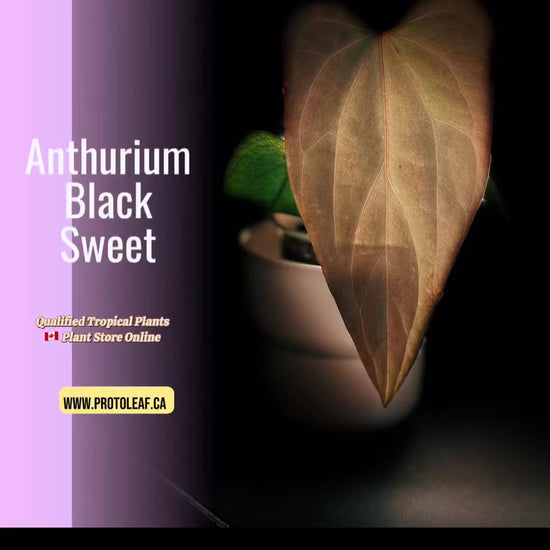 Anthurium Black Sweet