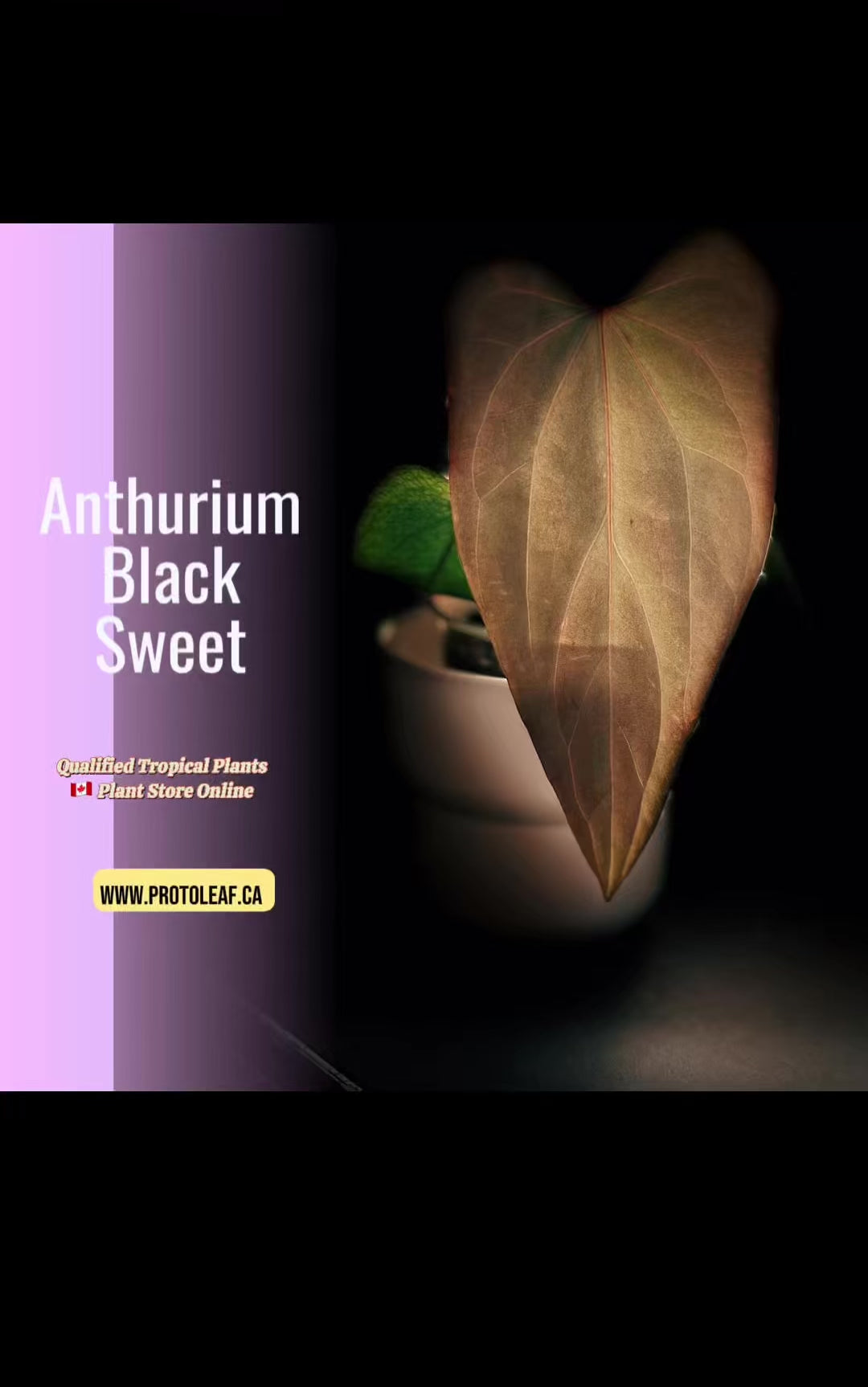 Anthurium Black Sweet