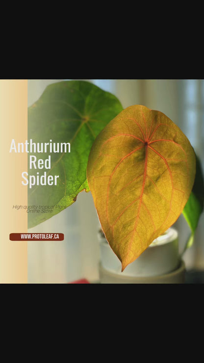 Anthurium Red Spider