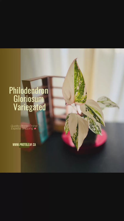 Philodendron Gloriosum Variegated