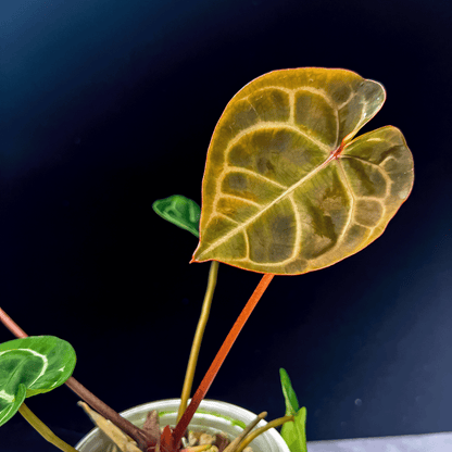 Anthurium KOS Mutation x Red Crystallinum