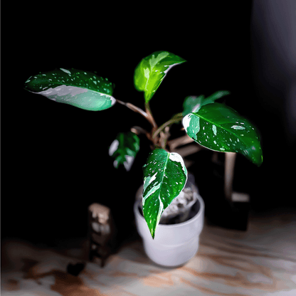 Philodendron White Princess