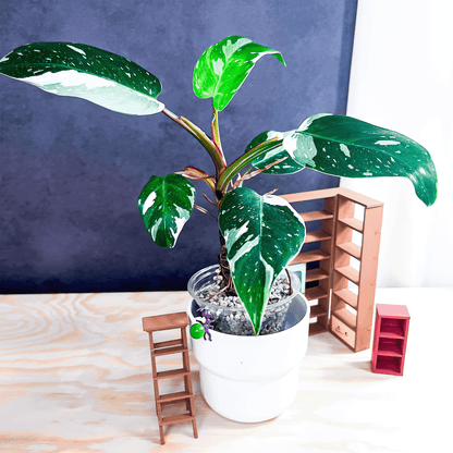 Philodendron White Princess