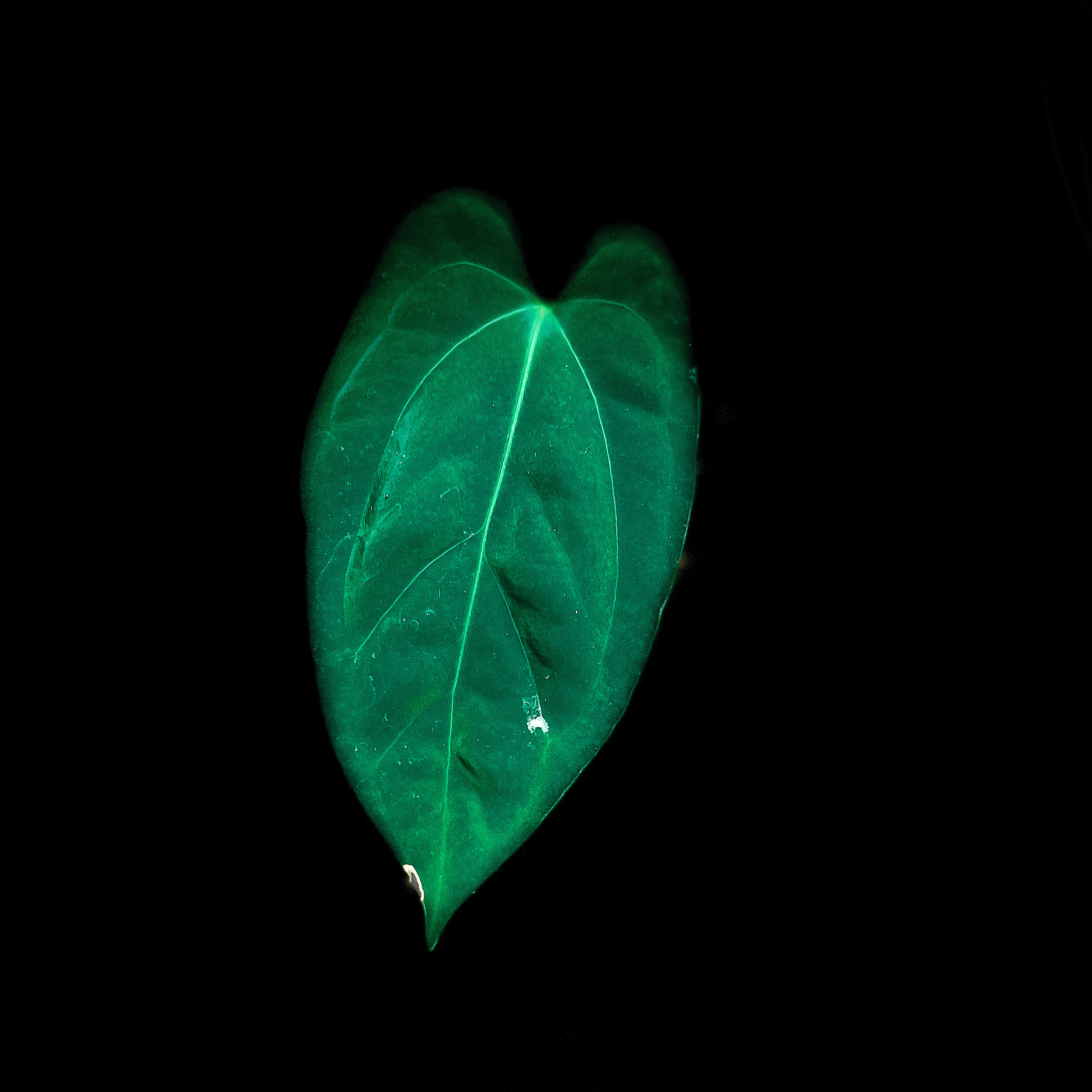 Anthurium Papillilaminum X1  x Dark Phoenix